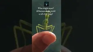 Humans vs Bugs: Who weighs more? #prayingmantis #insectsfacts #amazinginsects #wildlifeconservation