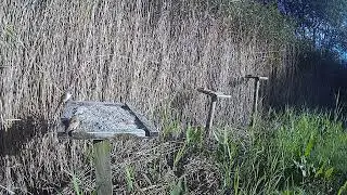 Many Bearded Tits on the Trays.
