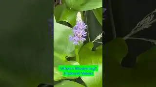 What&rsquo;s Blooming? It&rsquo;s Pickerel Weed (Pontederia cordata) #nativeplants #blooms #flowers #pollinators