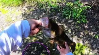 Catching big Smallmouth in Dupage river on BIg bait
