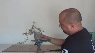 Cascada shohin