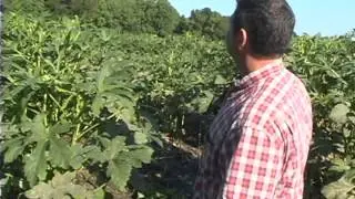 Boone Hall Farms - The Farm In The City - Overview
