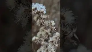 Dried wild plant covered in frost#forest#midow#winter#trees#moisture#snow#wildlife#mountains #garden