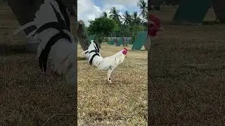 Escolin Boston white #chicken #shortviral #animals #pets #birds