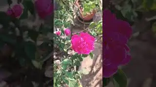 Desi roses 🌹bunchy variety with high fragrance #rose #organic #gardening
