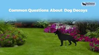 Common Questions About Dog Decoys