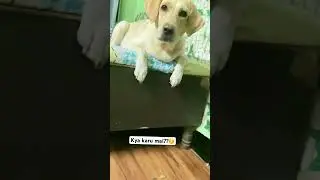 Alasi 😬 #funnycapture #dogdoingfunnythings #fun #dogfeeding #capturingmoments