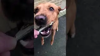 If it was at normal speed you'd miss the dog treat🤣🐟