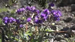 Death Valley Wildflowers