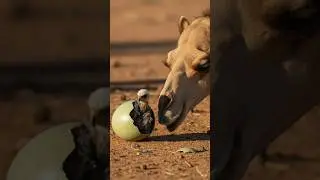 An Injured Camel Protected a Hawk&rsquo;s Egg in the Desert&hellip; What Happened Next Will Break Your Heart😢🦅#ai