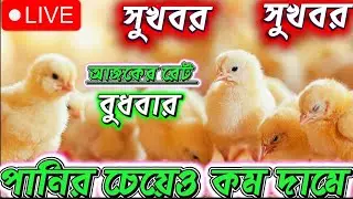 আজকের মুরগির বাচ্চার দাম | Live Chick Price Update | Bangladesh Poultry Market