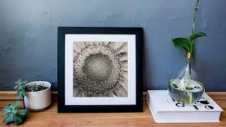 Sunflower close up