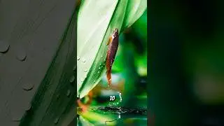 This Fish Climbs Trees To Lay Eggs