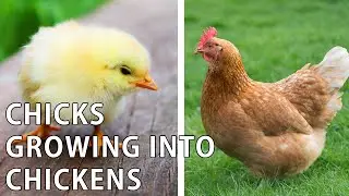 Chicks Growing Into Chickens