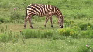 Zebra's at Running Wild Farm