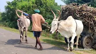 Bullock Cart Ride | Bullock Cart Race | Bullock Cart Videos | Bull Farming Videos | Bullock Media