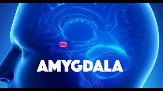 Amygdala