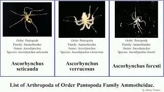 List of Arthropoda of Order Pantopoda Family Ammotheidae. ascorhynchus achelia ammothella vulgaris