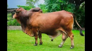 FAHAMU TEKNOLOJIA YA UPANDIKIZAJI WA MBEGU KWA NJIA YA MRIJA