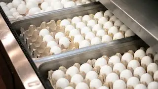 Bill that could reduce regulation on eggs, help prices passes through Nevada Senate