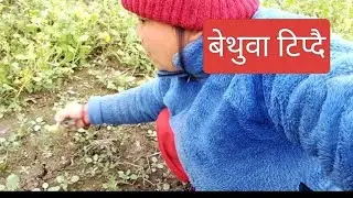 गाउले जिबन😍बेथुवा टिप्दै।घाम नलागेर हैरान @RitaPulami-c4x 