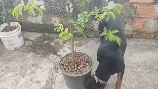 PE DE GRAVIOLA GIGANTE NO VASO