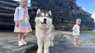 Giant Husky Loves The Beach, And Worries For Kids At Fun Fair