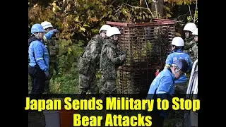 Япония отправляет военных для пресечения нападений медведей | Кризис популяции медведей