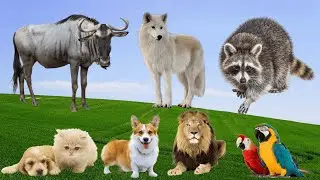 Adorable Moments of Animals: Antelope, Wolf, Raccoon, Dog, Cat, Lion  &ndash; Animal Moments