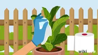 How to Get Rid of Mold on Houseplants