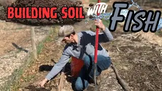 Turn FISH SCRAPS into Liquid Fertilizer and Rich Soil | Waste NOTHING