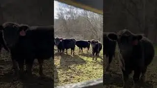 Beautiful Kentucky winter day #farming #cow #kentucky #farmlife #cattle #agriculture #angus #pasture