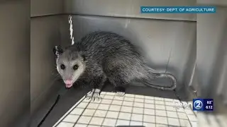 Opossum found in shipping container raises concerns about growing threat in Hawaii