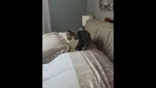 Sheldon alla ricerca dei suoi giocattoli 🤗😁