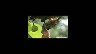Woodpecker feeding On figs #himalayanwildlife