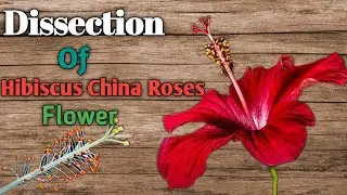 Dissection Of Hibiscus China Roses Flower | गुड़हल के फूल का विच्छेदन  Malvaceae Plant Family Member