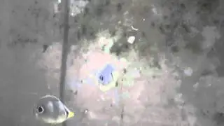 Four Eyed Butterflyfish, Chaetodon capistratus, eating Freeze Dried Tubifex