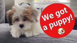 We got a puppy! Lhasa Apso-10weeks