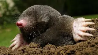 Talpa Europaea - The European Mole