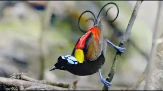 Wilson's Bird-of-Paradise