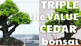 The Journey of Tripling the Value of a Cedar Bonsai Masterpiece
