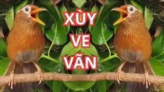 Họa mi mái xùy ve vãn , file kích bổi hót thần thánh