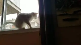 Zuri cat gets rrreeeaaallllyyy excited about wind
