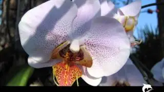 NIMIC  NU  VA  SCHIMBA  IUBIREA  MEA  PENTRU  TINE