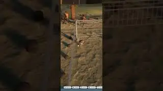 Сбежавшее животное устроило хаос (смешно) &mdash; Planet Zoo