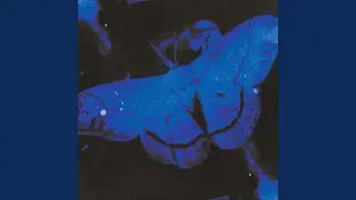 Strange Beings