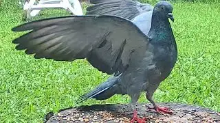 Large WILD Pigeon on Feeder ! Backyard Birds ! Kabootar