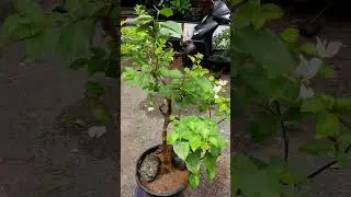 Bougainvillea flowering now | gafted plant #grafting #graftingtechniques #shorts