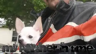 Chihuahua dog riding a 2003 Suzuki GSXR 600