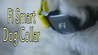 Fi Smart Dog Collar | Technology Upgrade